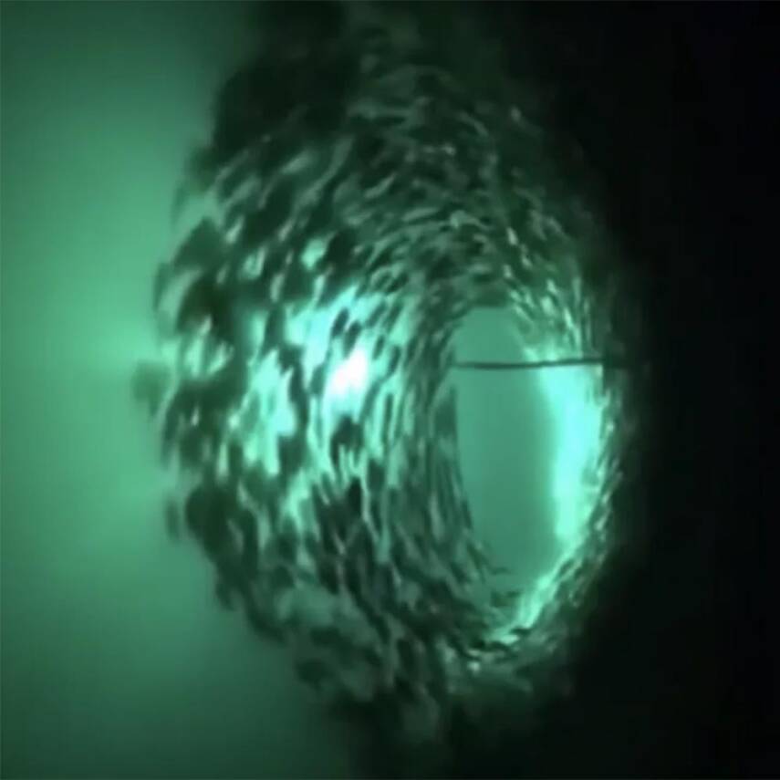 Wicked Squid WS1000 Kalamar ve Balık Aydınlatma Işığı - 3