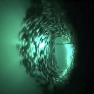 Wicked Squid WS1000 Kalamar ve Balık Aydınlatma Işığı - 3